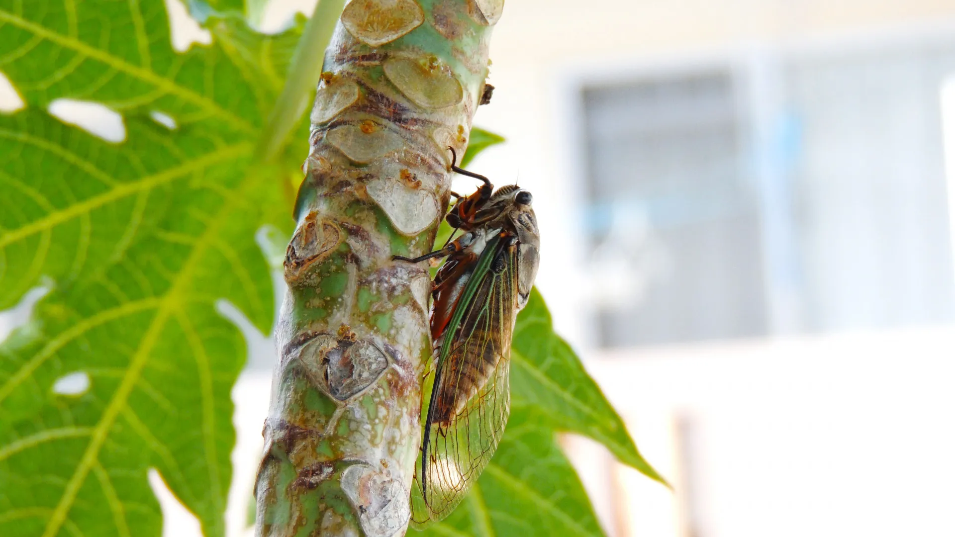 ⽯垣市⼤川まちなみ