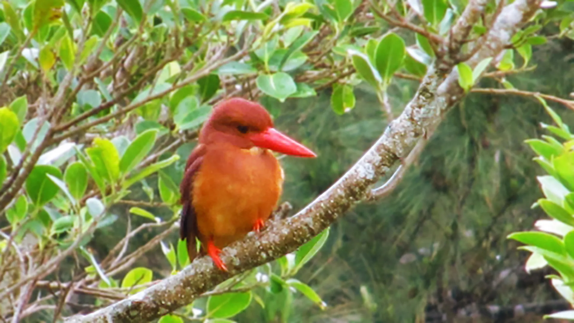 ⽯垣市⼤川まちなみ