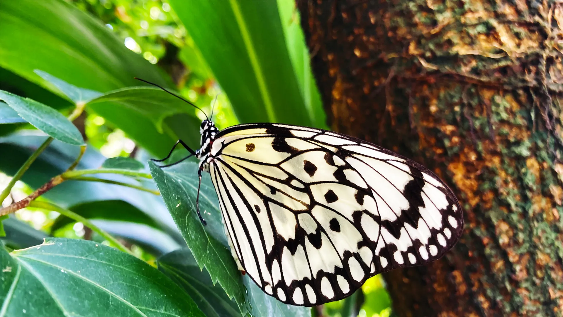 ⽯垣市⼤川まちなみ